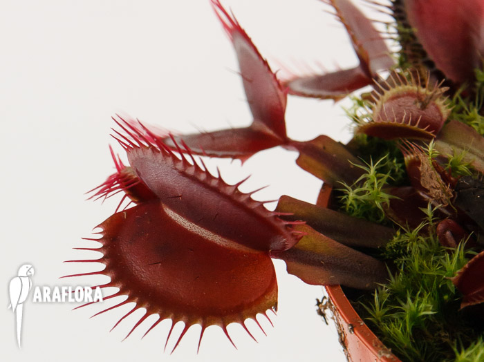 Dionaea muscipula &lsquo;All red&rsquo;