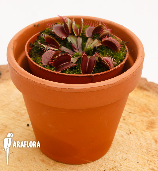 Dionaea muscipula &lsquo;All red&rsquo;