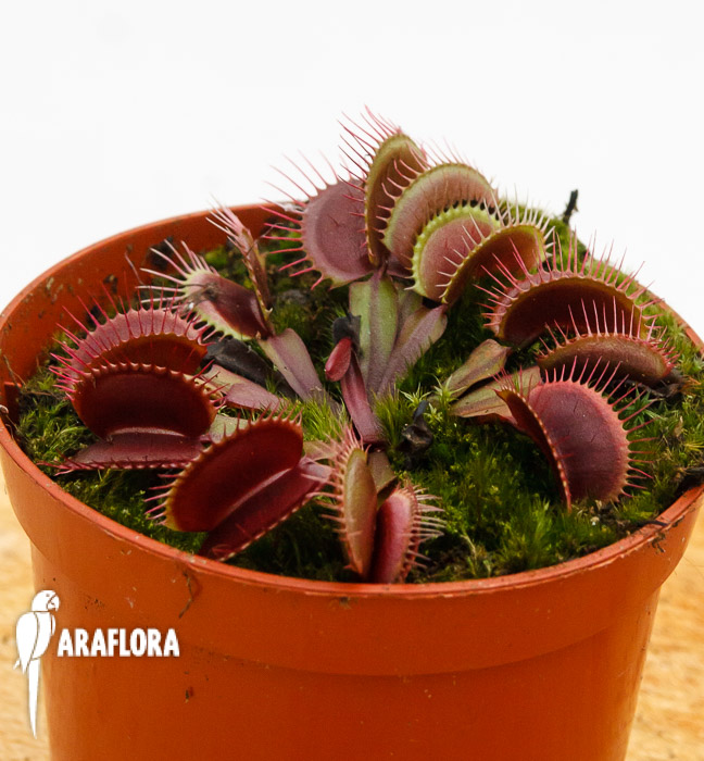 Dionaea muscipula &lsquo;All red&rsquo;