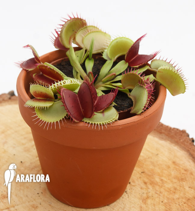 Dionaea muscipula