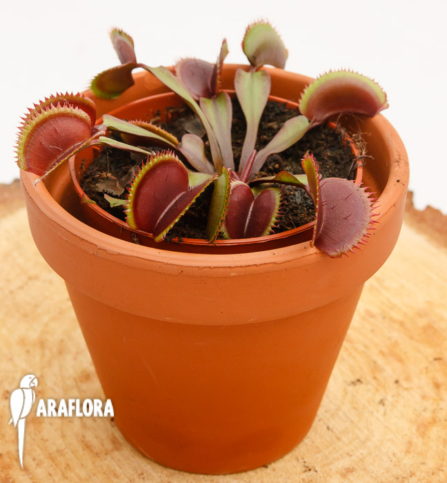 Dionaea muscipula &lsquo;Red Dentist&rsquo;