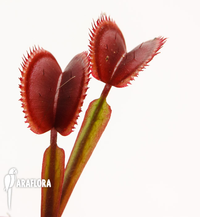 Dionaea muscipula &lsquo;Red Dentist&rsquo;