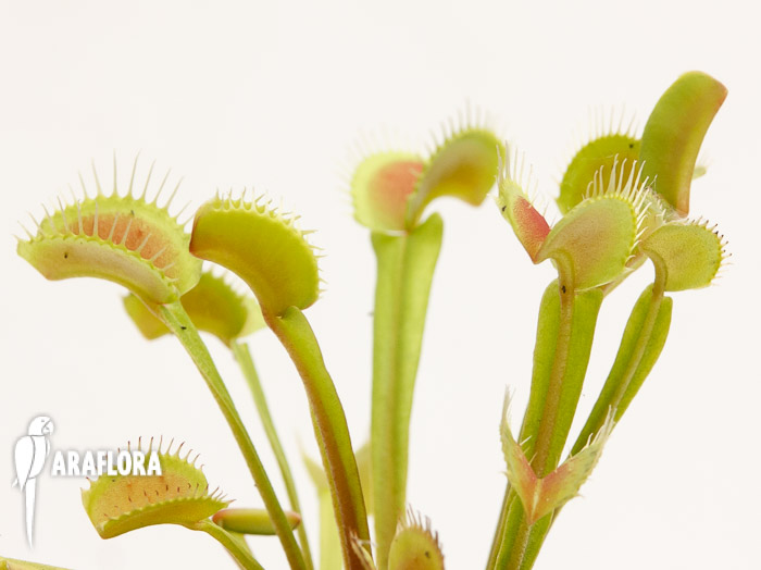 Dionaea muscipula &lsquo;Upright Green-Red&rsquo;