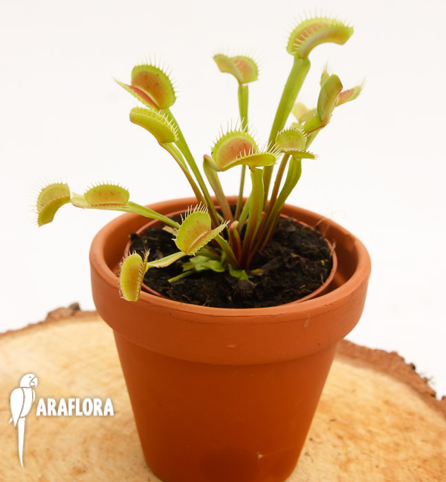 Dionaea muscipula &lsquo;Upright Green-Red&rsquo;