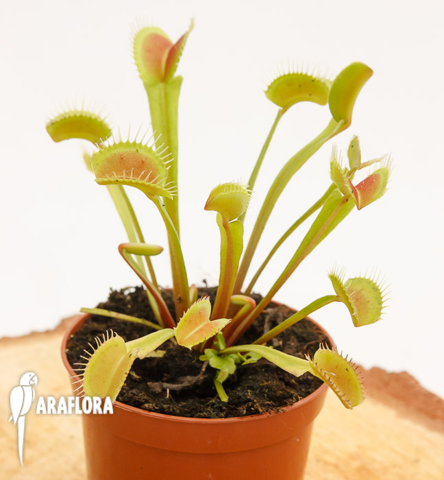 Dionaea muscipula &lsquo;Upright Green-Red&rsquo;