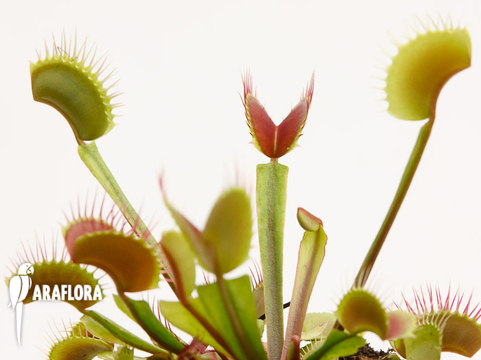 Dionaea muscipula &lsquo;Upright Red&rsquo;