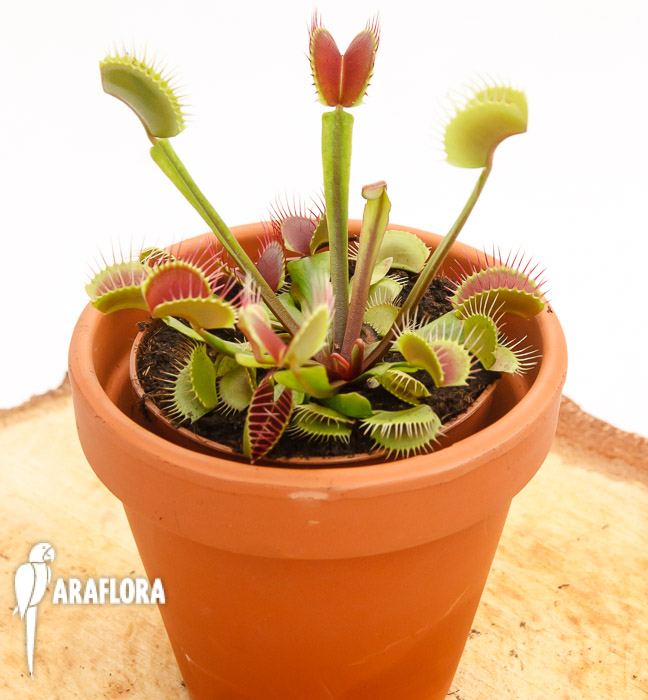Dionaea muscipula &lsquo;Upright Red&rsquo;