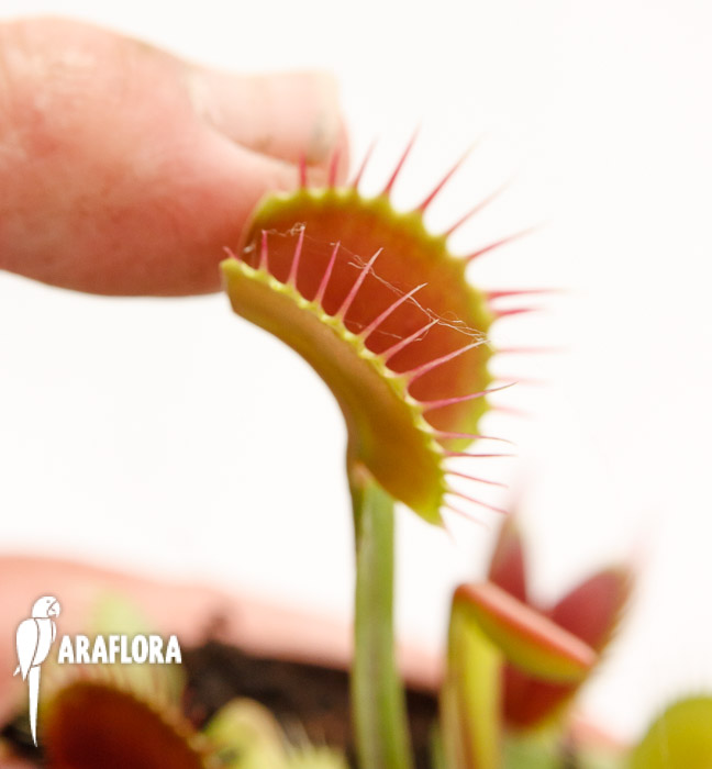 Dionaea muscipula &lsquo;Upright Red&rsquo;