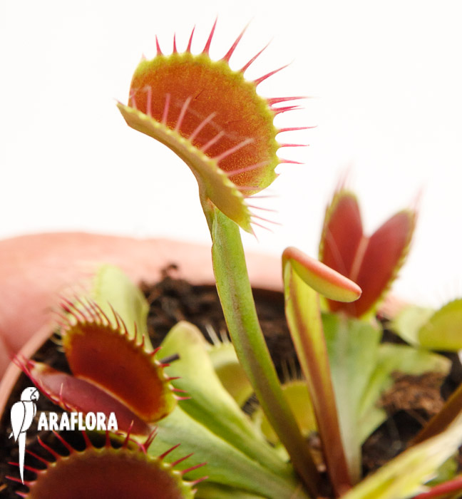 Dionaea muscipula &lsquo;Upright Red&rsquo;