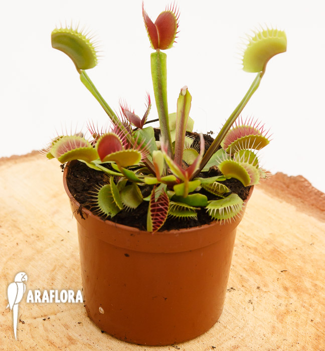 Dionaea muscipula &lsquo;Upright Red&rsquo;