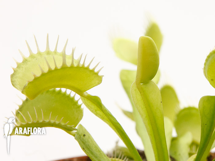 Dionaea muscipula &lsquo;Upright green&rsquo;