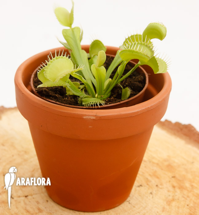 Dionaea muscipula &lsquo;Upright green&rsquo;