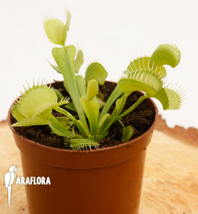 Dionaea muscipula &lsquo;Upright green&rsquo;