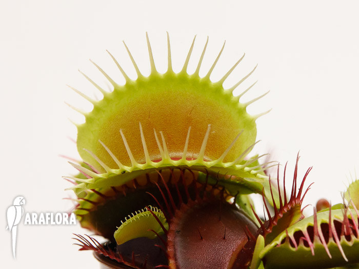 Dionaea muscipula &lsquo;XL&rsquo;