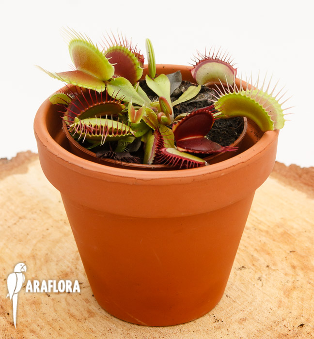 Dionaea muscipula &lsquo;XL&rsquo;