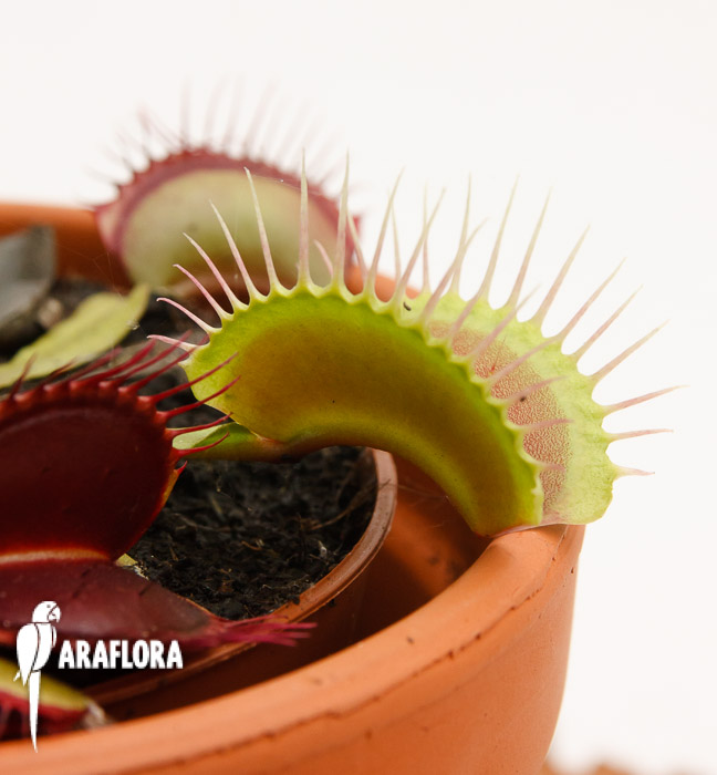Dionaea muscipula &lsquo;XL&rsquo;