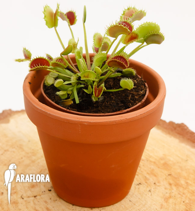 Dionaea muscipula &lsquo;the Zipp&rsquo;