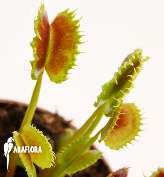 Dionaea muscipula &lsquo;the Zipp&rsquo;
