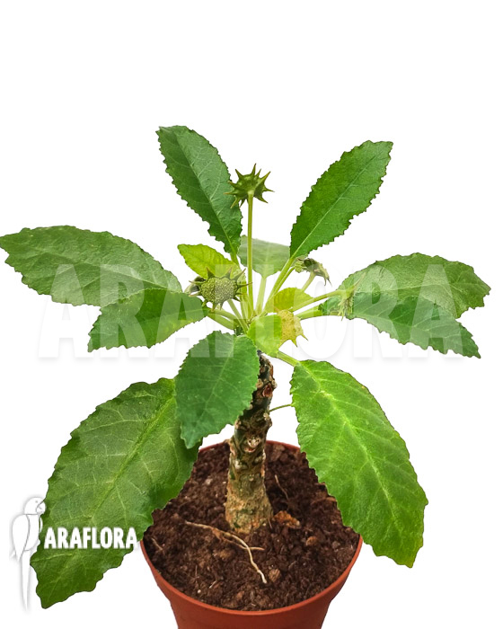 Dorstenia foetida &lsquo;XL&rsquo;