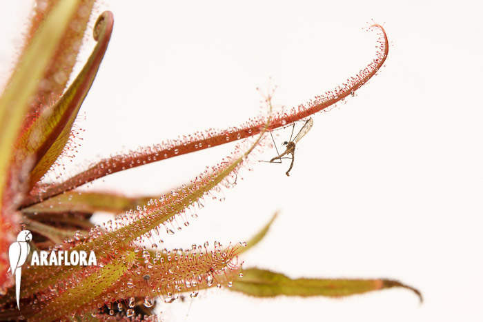 Drosera adelae