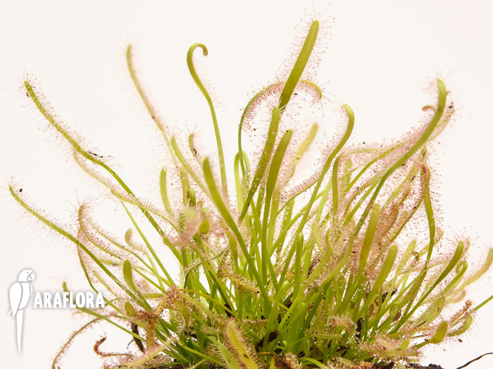 Drosera capensis &lsquo;Alba&rsquo;