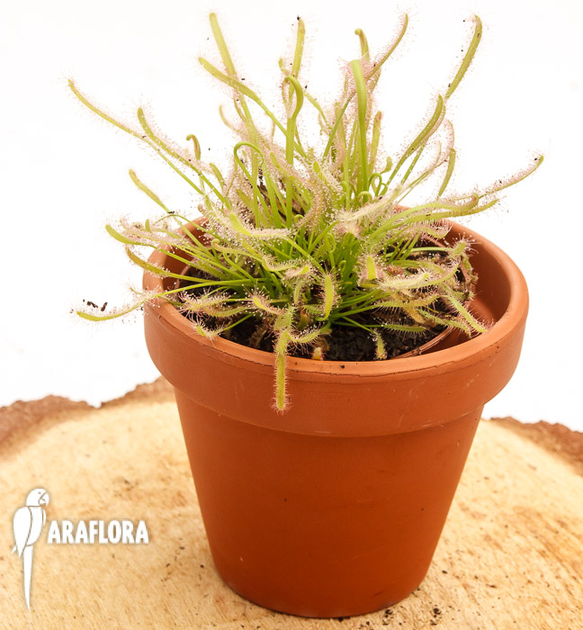 Drosera capensis &lsquo;Alba&rsquo;