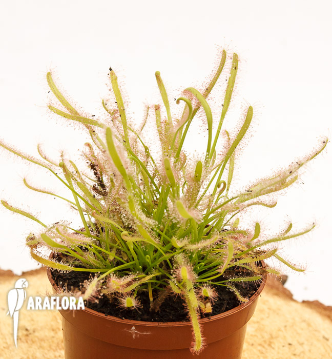 Drosera capensis &lsquo;Alba&rsquo;