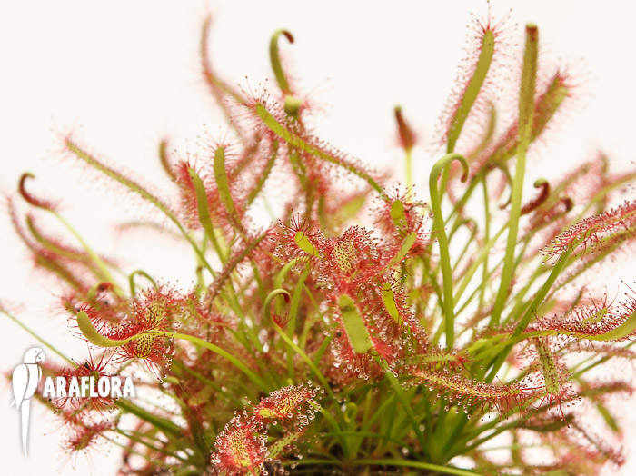 Drosera capensis &lsquo;Red&rsquo;