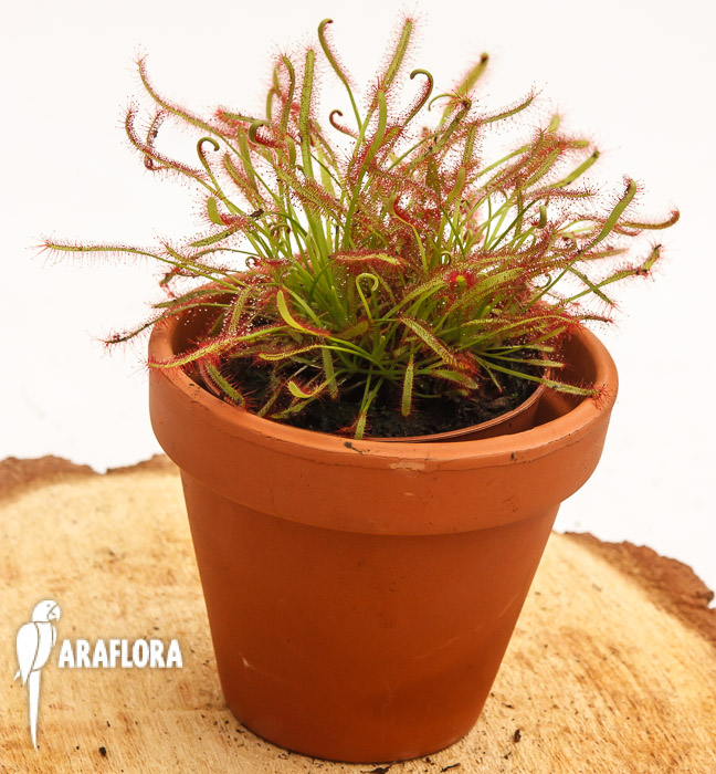 Drosera capensis &lsquo;Red&rsquo;