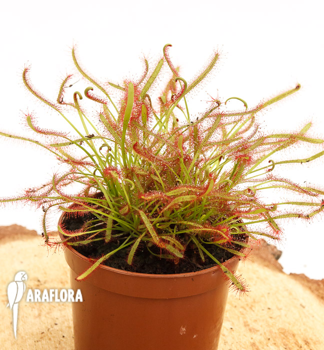 Drosera capensis &lsquo;Red&rsquo;
