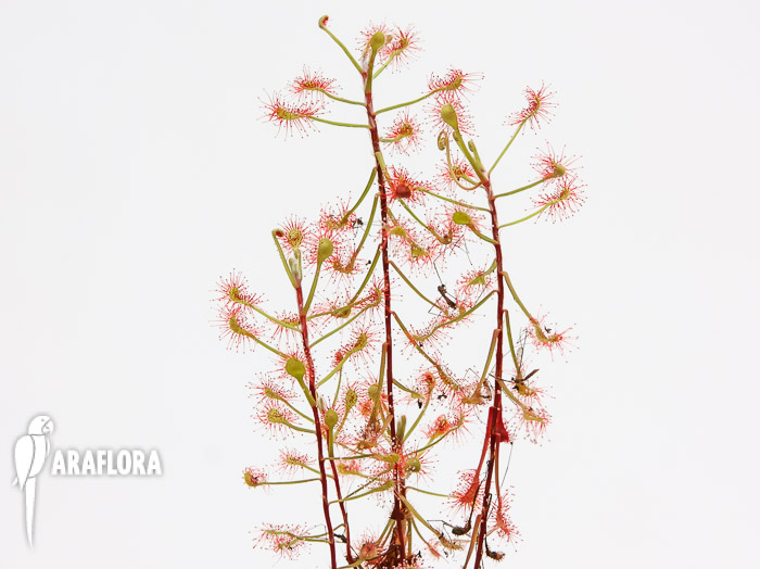 Drosera madagascariensis