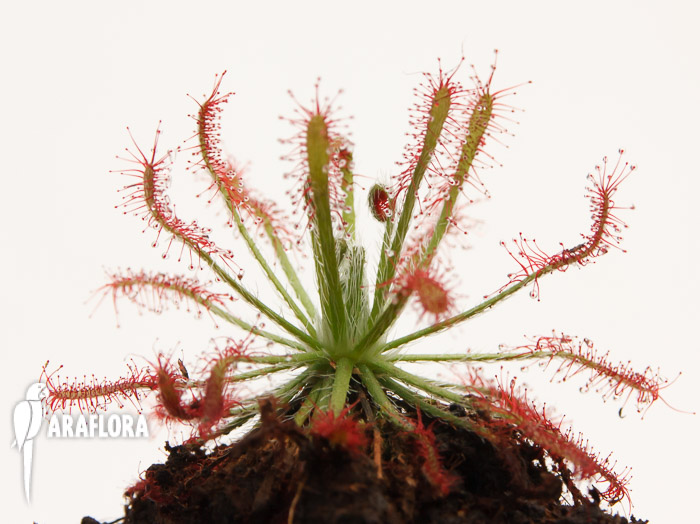 Drosera neocaledonica
