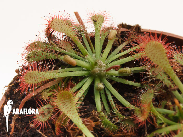Drosera oblanceolata