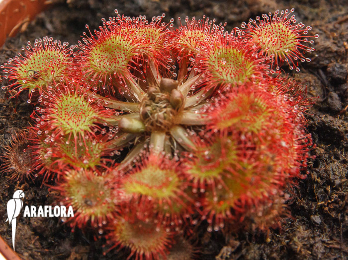 Drosera rotundifolia