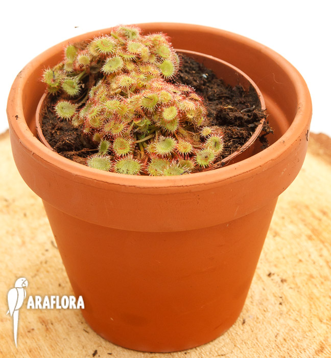 Drosera rotundifolia