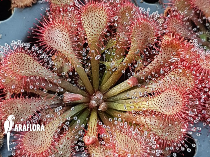 Drosera spatulata &lsquo;Asia&rsquo;