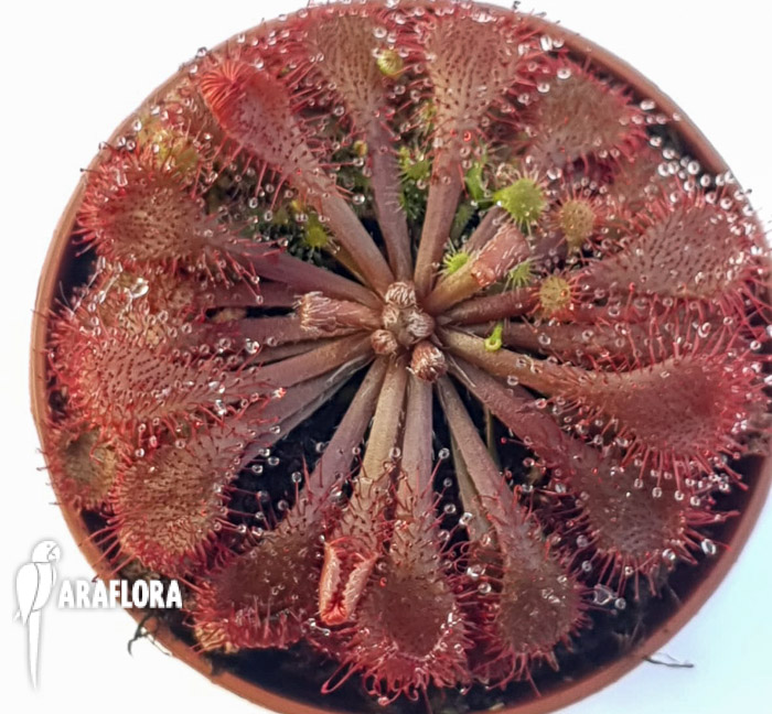 Drosera spatulata &lsquo;Asia&rsquo;