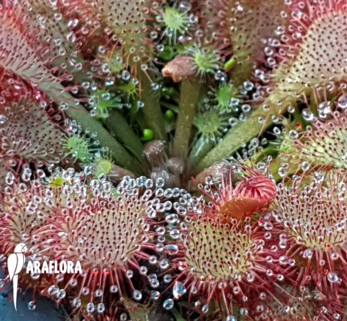 Drosera spatulata &lsquo;Asia&rsquo;
