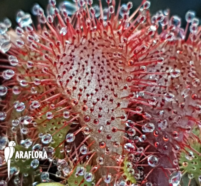 Drosera spatulata &lsquo;Asia&rsquo;