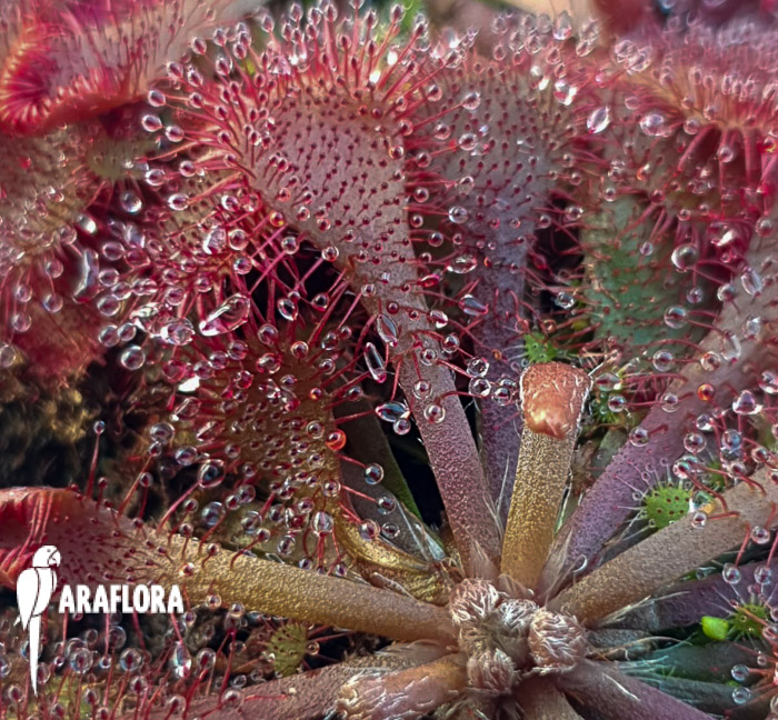 Drosera spatulata &lsquo;Asia&rsquo;