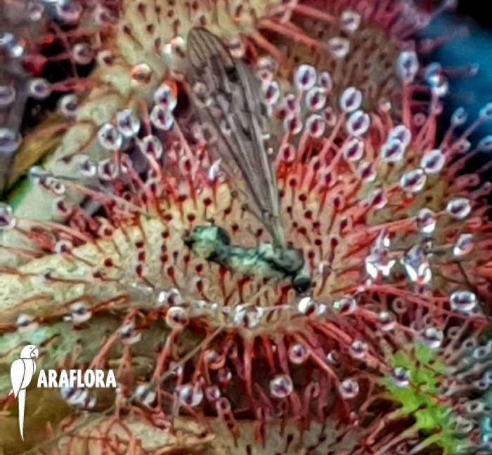 Drosera spatulata &lsquo;Asia&rsquo;