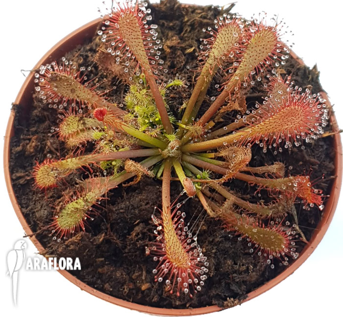 Drosera spatulata &lsquo;China&rsquo;