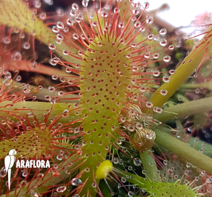 Drosera spatulata &lsquo;China&rsquo;