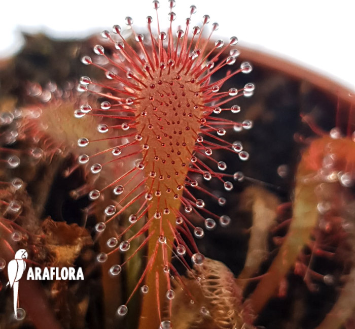 Drosera spatulata &lsquo;China&rsquo;