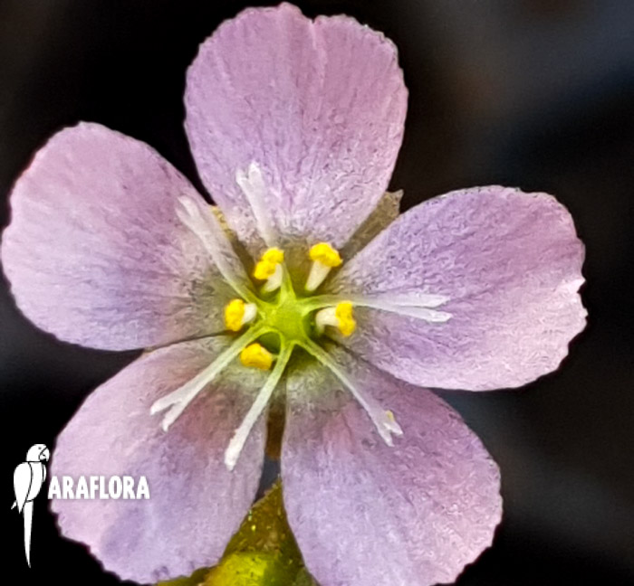 Drosera spatulata &lsquo;China&rsquo;