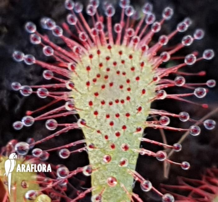 Drosera spatulata &lsquo;China&rsquo;