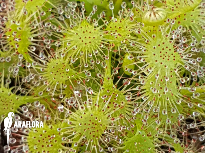 Drosera x beleziana &lsquo;Starter&rsquo;