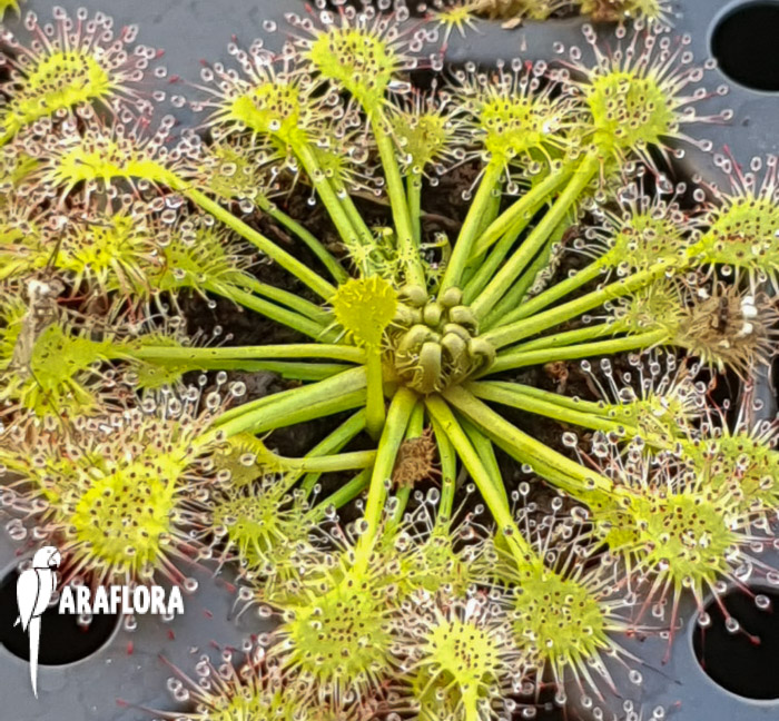 Drosera x beleziana &lsquo;Starter&rsquo;
