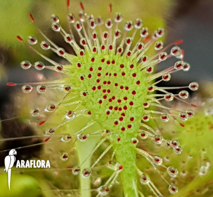 Drosera x beleziana &lsquo;Starter&rsquo;