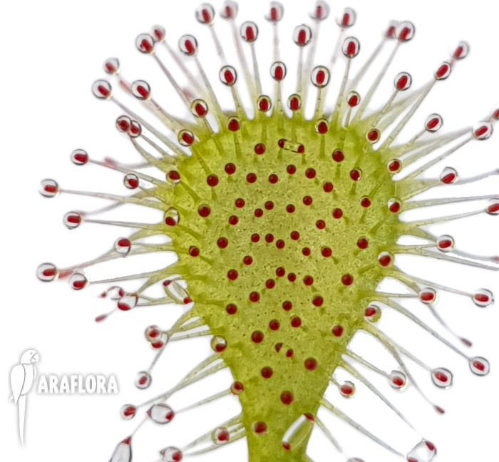 Drosera x beleziana &lsquo;Starter&rsquo;